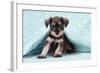 Miniature Schnauzer Puppy (6 Weeks Old)-null-Framed Photographic Print