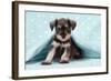 Miniature Schnauzer Puppy (6 Weeks Old)-null-Framed Photographic Print