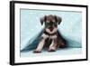 Miniature Schnauzer Puppy (6 Weeks Old)-null-Framed Photographic Print