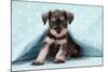 Miniature Schnauzer Puppy (6 Weeks Old)-null-Mounted Photographic Print