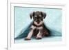 Miniature Schnauzer Puppy (6 Weeks Old)-null-Framed Photographic Print