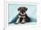 Miniature Schnauzer Puppy (6 Weeks Old)-null-Framed Photographic Print