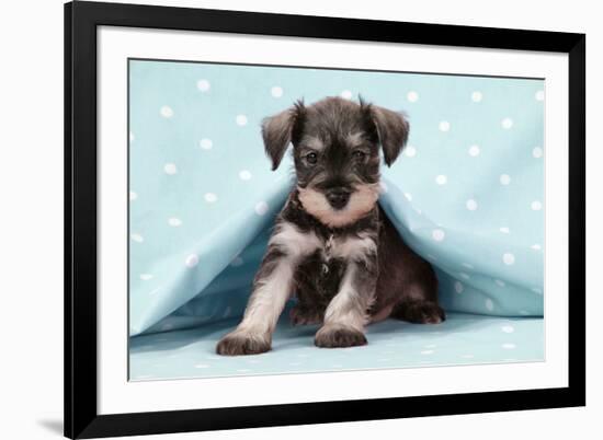 Miniature Schnauzer Puppy (6 Weeks Old)-null-Framed Photographic Print