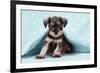 Miniature Schnauzer Puppy (6 Weeks Old)-null-Framed Photographic Print