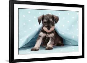 Miniature Schnauzer Puppy (6 Weeks Old)-null-Framed Photographic Print