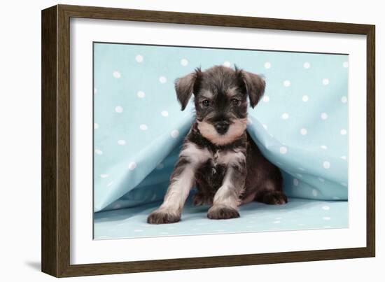 Miniature Schnauzer Puppy (6 Weeks Old)-null-Framed Photographic Print