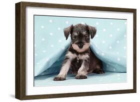 Miniature Schnauzer Puppy (6 Weeks Old)-null-Framed Photographic Print