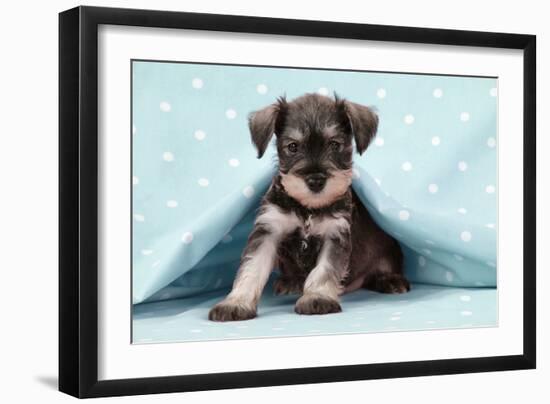 Miniature Schnauzer Puppy (6 Weeks Old)-null-Framed Photographic Print