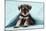 Miniature Schnauzer Puppy (6 Weeks Old)-null-Mounted Photographic Print