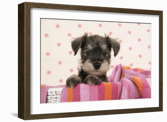 Miniature Schnauzer Puppy (6 Weeks Old)-null-Framed Photographic Print