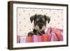 Miniature Schnauzer Puppy (6 Weeks Old)-null-Framed Photographic Print