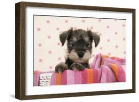 Miniature Schnauzer Puppy (6 Weeks Old)-null-Framed Photographic Print