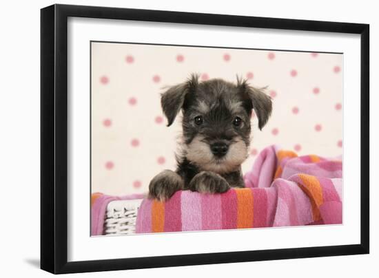 Miniature Schnauzer Puppy (6 Weeks Old)-null-Framed Photographic Print