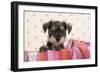 Miniature Schnauzer Puppy (6 Weeks Old)-null-Framed Photographic Print