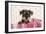 Miniature Schnauzer Puppy (6 Weeks Old)-null-Framed Photographic Print