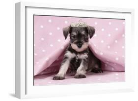 Miniature Schnauzer Puppy (6 Weeks Old)-null-Framed Photographic Print