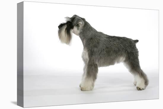 Miniature Schnauzer-null-Stretched Canvas