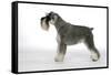 Miniature Schnauzer-null-Framed Stretched Canvas