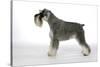 Miniature Schnauzer-null-Stretched Canvas