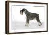 Miniature Schnauzer-null-Framed Premium Photographic Print