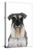 Miniature Schnauzer-null-Stretched Canvas