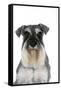 Miniature Schnauzer-null-Framed Stretched Canvas