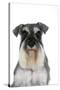 Miniature Schnauzer-null-Stretched Canvas
