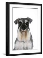 Miniature Schnauzer-null-Framed Premium Photographic Print