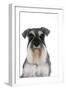 Miniature Schnauzer-null-Framed Premium Photographic Print