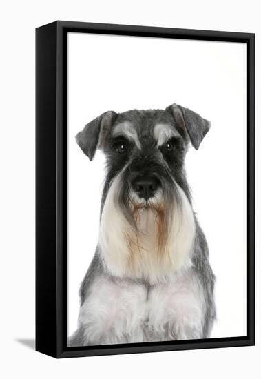 Miniature Schnauzer-null-Framed Stretched Canvas