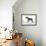 Miniature Schnauzer-null-Framed Photographic Print displayed on a wall