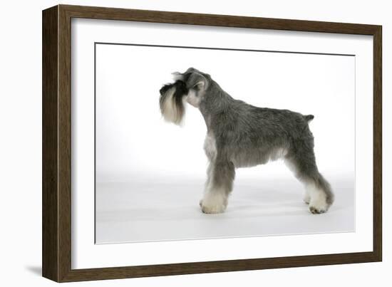 Miniature Schnauzer-null-Framed Photographic Print