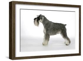 Miniature Schnauzer-null-Framed Photographic Print