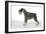 Miniature Schnauzer-null-Framed Photographic Print