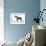 Miniature Schnauzer-null-Framed Photographic Print displayed on a wall