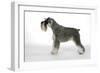 Miniature Schnauzer-null-Framed Photographic Print