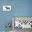 Miniature Schnauzer-null-Mounted Photographic Print displayed on a wall