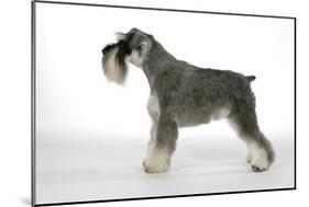 Miniature Schnauzer-null-Mounted Photographic Print