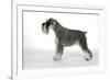 Miniature Schnauzer-null-Framed Photographic Print