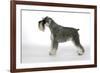 Miniature Schnauzer-null-Framed Photographic Print