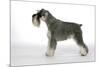 Miniature Schnauzer-null-Mounted Photographic Print