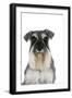 Miniature Schnauzer-null-Framed Photographic Print