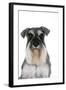 Miniature Schnauzer-null-Framed Photographic Print