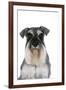 Miniature Schnauzer-null-Framed Photographic Print