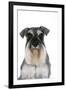 Miniature Schnauzer-null-Framed Photographic Print