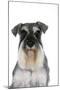 Miniature Schnauzer-null-Mounted Photographic Print