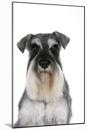 Miniature Schnauzer-null-Mounted Photographic Print