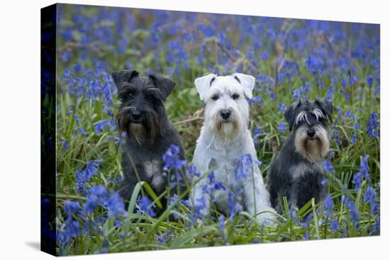 Miniature Schnauzers in Bluebells-null-Stretched Canvas