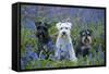 Miniature Schnauzers in Bluebells-null-Framed Stretched Canvas