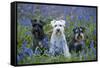 Miniature Schnauzers in Bluebells-null-Framed Stretched Canvas